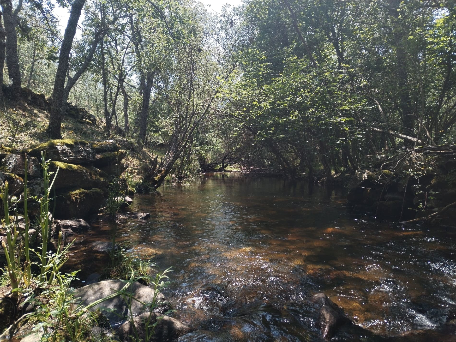 Rio bajo los arboles
