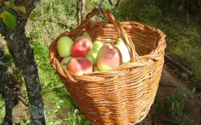 recolección-huerta