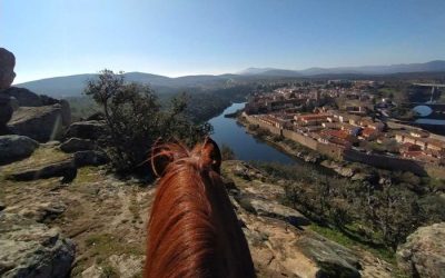 Caballo observador